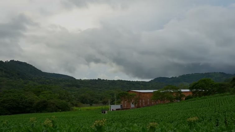 green grass